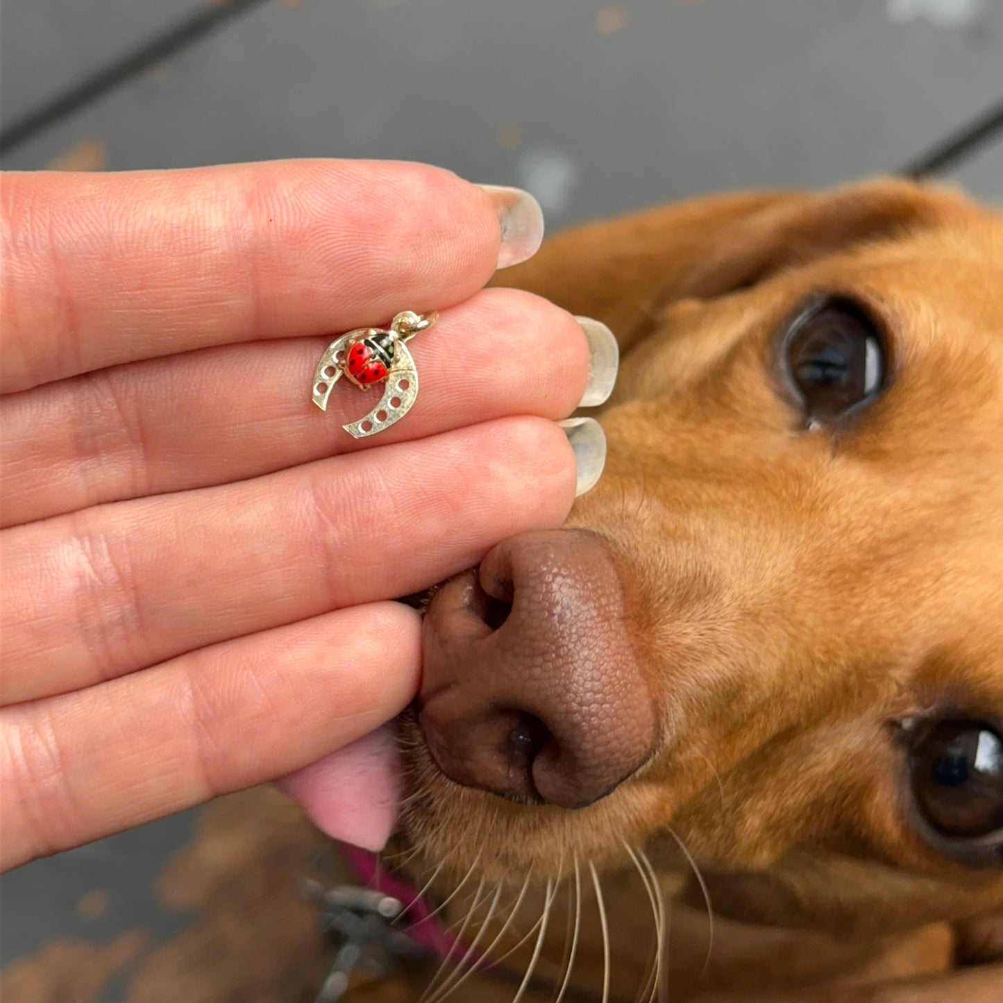 14KT Yellow Gold Horseshoe + Red Ladybug Pendant Charm